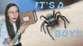 WEDNESDAY'S BOYFRIEND Came in the MAIL!.. Breeding Velvet Spiders, PO Unboxing