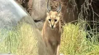 Caracal and Dwarf Mongoose