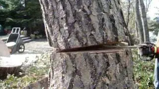 Tree Cutting Oregon - A to Z Tree Service in action...