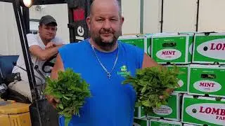 Lombardi Farms, Inc. (2017)