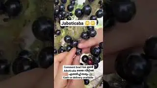 buy fruit plants online| home delivery ,COD available #shorts #jaboticabaplants #keralagrown