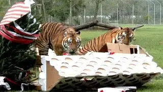 Christmas Vacation: Big Cat Edition