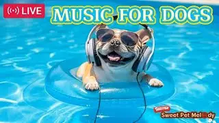 🔴LIVE: Dog Music for Summer Heat Relief 🐶 | Cool & Calming Sounds to Beat the Heat!🔴52