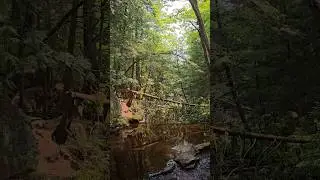 Прогулка по лесу 🌲Walk in the forest. #canada #forest #nature #путешествия