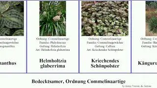 Bedecktsamer, Ordnung Commelinaartige angiosperms erecta fuscata reginae Dreimasterblume Siderasis
