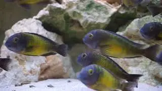 Tropheus Mbita Island WF - Oktober 2017