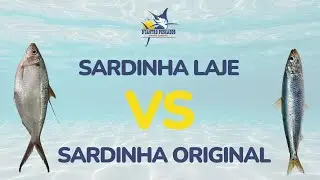 SARDINHA ORIGINAL VS SARDINHA LAJE