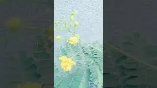 Beautiful Flower Video 89 // Yellow Flowers // Beautiful Yellow Flowers / Rahul Kshirsagar