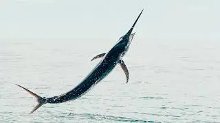 Black Marlin On Spin Tackle