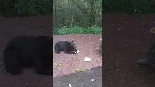 aww moose ma #moose #funnyvideo