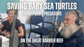 S2 E37: Pig of a Problem: Saving Baby Sea Turtles from Porky Predators on the Great Barrier Reef