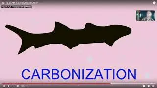 the processes of fossilization
