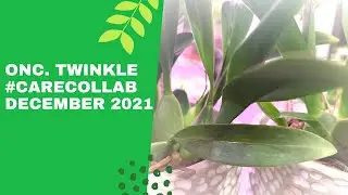 Onc. Twinkle #carecollab Come check out my thoughts on Onc. Twinkle in this  #carecollab