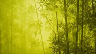 Dharma Bamboo | Relaxing Hotchiku Flute Ambient Music & Water Sounds, Calming Zen Meditation Music