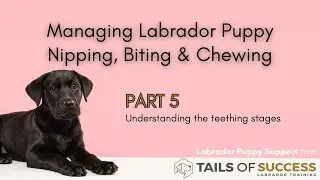 Understanding The Teething Stages - Part 5 of the Labrador Puppy Nipping, Biting and Chewing Series