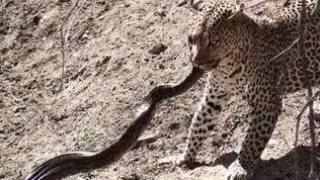 Leopard attacks python || leopard Vs Python #shorts #whatsappstatus #status #animals #shorts #