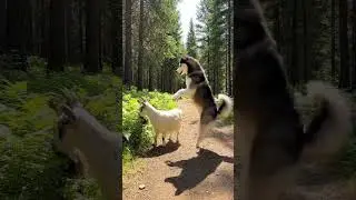 Husky dog playing with goat #dreamscreenai #dog