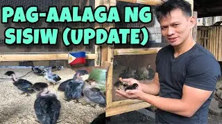 PAG-AALAGA NG SISIW (UPDATE) NATIVE CHICKEN 🇵🇭