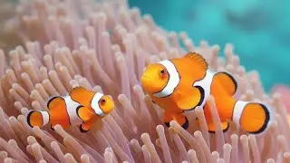The Ultimate 4K Aquarium Experience | Mesmerizing Jellyfish, Colorful Corals & Rare Ocean Creatures