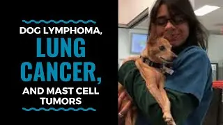 Dog Lymphoma, Lung Cancer, and Mast Cell Tumors: Vlog 52