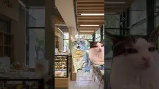 учитель в шоке😱😱 #subscribe #cat #like #funny #рек #funny #рекомендации #котики #ютуб #рекомендации