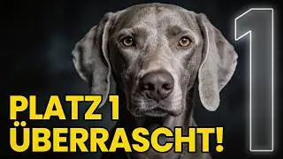 Bloß kein Fehlkauf! ⚠️ Die 10 besten Hunderassen für Sport & Wandern