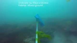 Baited Remote Underwater Video's (BRUV's) in Jersey, Channel Islands