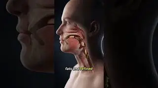 What a Burger Really Does Inside Your Body 🍔 (Shocking Digestion)
