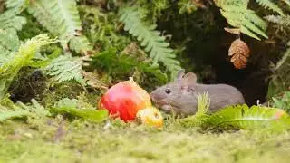 George the Mouse and the little apple
