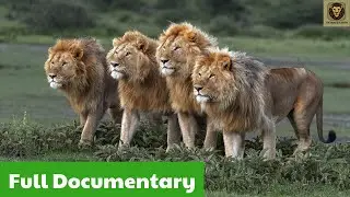 Wild Savannah  The Battle To Become Lion King Of Six Young Lions Full Documentary