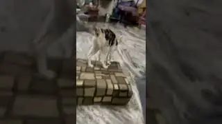 Cat #viral #viralvideo #trending #cute #cat