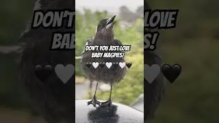Baby Magpie Sounds!