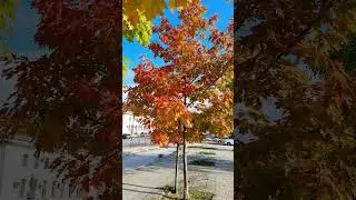 Есен на жп гарата в Шумен