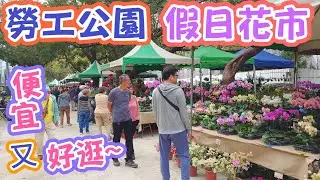 ［跟著阿郁逛］勞工公園假日花市#塊根#塊根植物#龍舌蘭#多肉植物#多肉#盆景#盆栽#沙漠玫瑰#花園#植物#植物燈#生活#有趣#開箱#療癒#鹿角蕨#觀葉植物#花市#園藝#田尾#教學#花#栽培#秘訣#蘭花