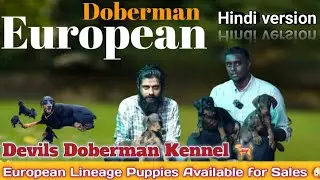 Devil's Doberman European Doberman Puppy sales I यूरोपीय डोबर्मन Imported Breed #doberman #european