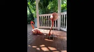 Flamingo Friday! Happy Dance!