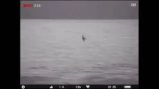 Storm Petrels, Portland Bill, 31st July 2025