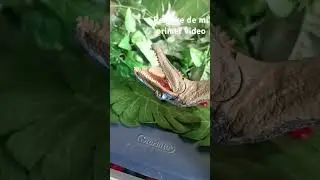 remake de mi primer video #dinosaur #jurassicworld #funny #humor #memes