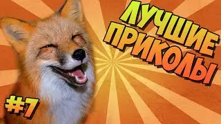 ЛУЧШИЕ ПРИКОЛЫ #7 ХИТРАЯ ЛИСА
