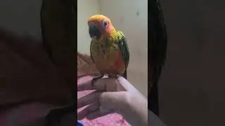 Parrot call #birds #sunconure #parrot #birdslover #lovebirds