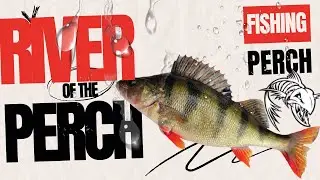 LOV OSTRIEŽA NA ŽIVÚ RYBKU-2023 👓🐟🎥