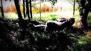 PSALMIT 105 -106 Herra on ollut uskollinen  Lukija Ilkka Bäckman