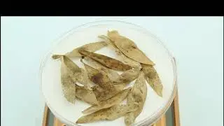 Семена айланта высочайшего / Ailanthus altissima, ТМ OGOROD