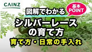 シルバーレース(別名:シロタエギク)の育て方 カインズ植物図鑑
