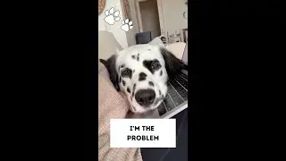 I'm the problem, it's me! *needy dog* *funny dog video*