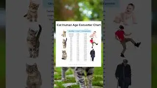Cat Human Age Chart: How Old Is Your Cat in Human Years? 🐱➡️👤