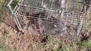How To Catch A Raccoon In A Live Cage Trap
