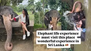 A day of Kandy Sri Lanka best time with elephant 🥰#srilanka #elephant #animallovers #explorepage 