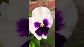 The Music of Flowers! #darwin
