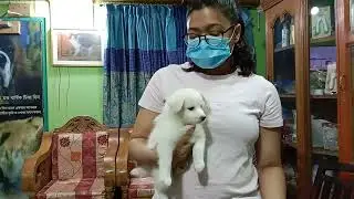 Puppy Vaccinations, injections & Shots - Vet Advice @ Dr. Sagir's Pet Clinic 01912251312